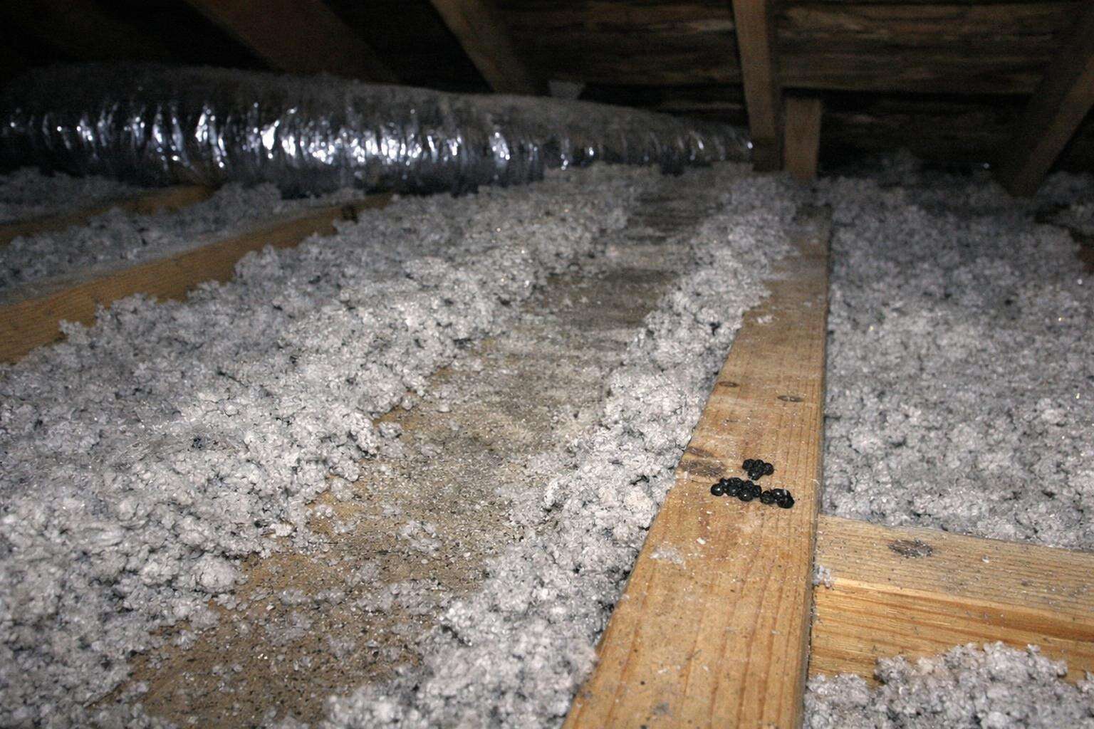 A trail worn through blown attic insulation along a top plate, with droppings on the joist