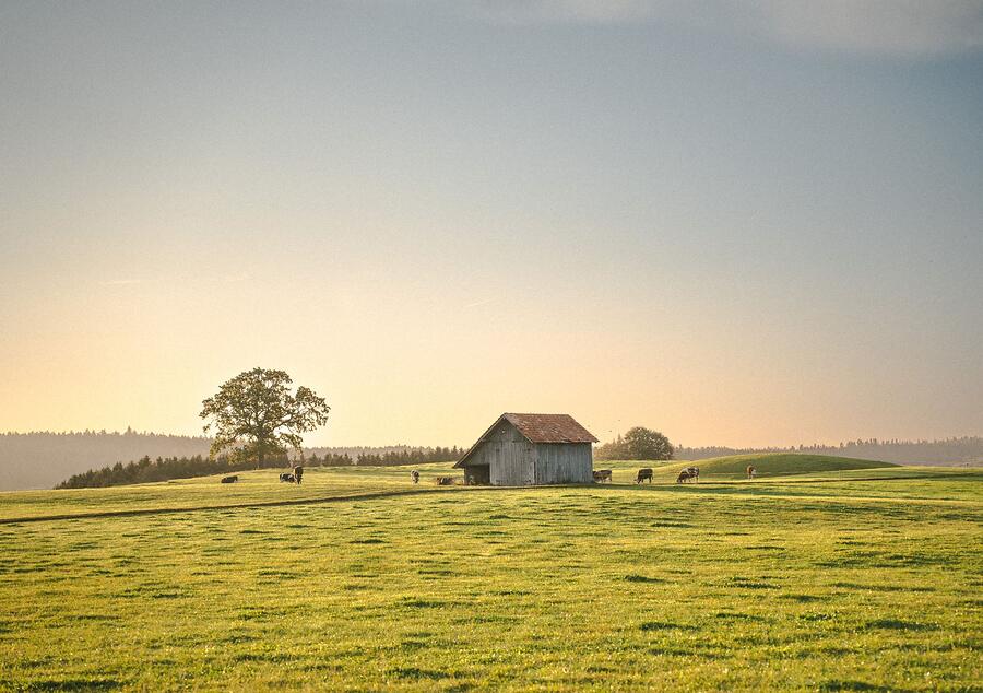 A wooden shed at the edge of pasture at sunset