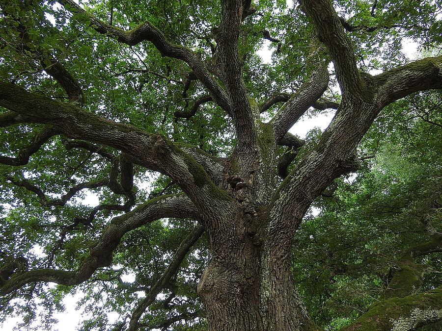 The spreading limbs of an old oak