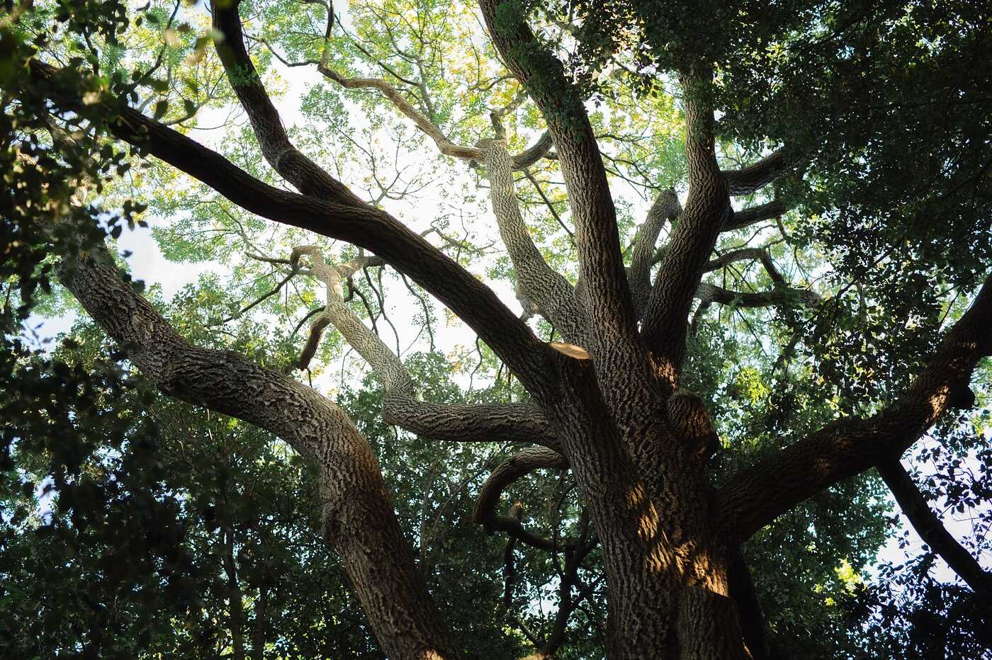 Looking up into a sunlit oak canopy
