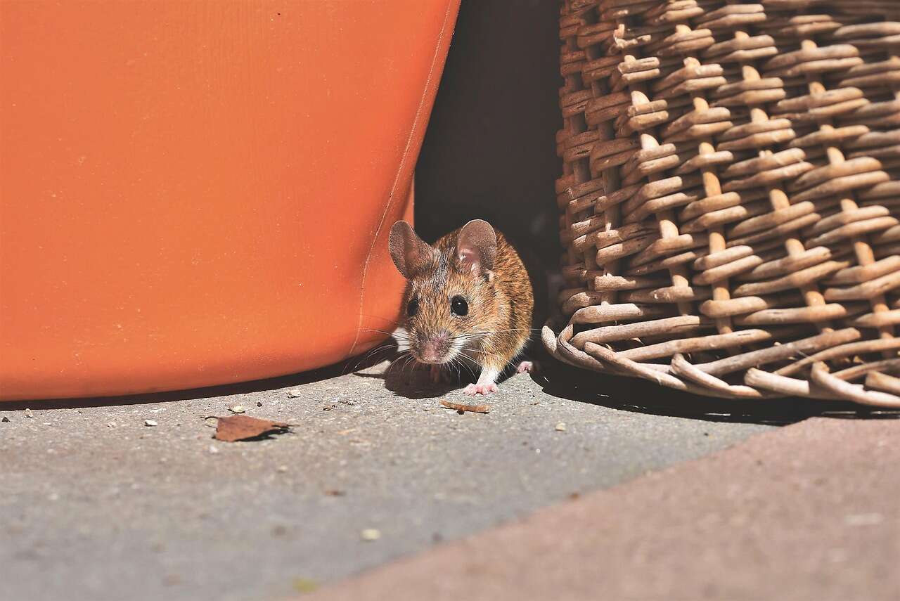 A house mouse beside a flower pot on a patio