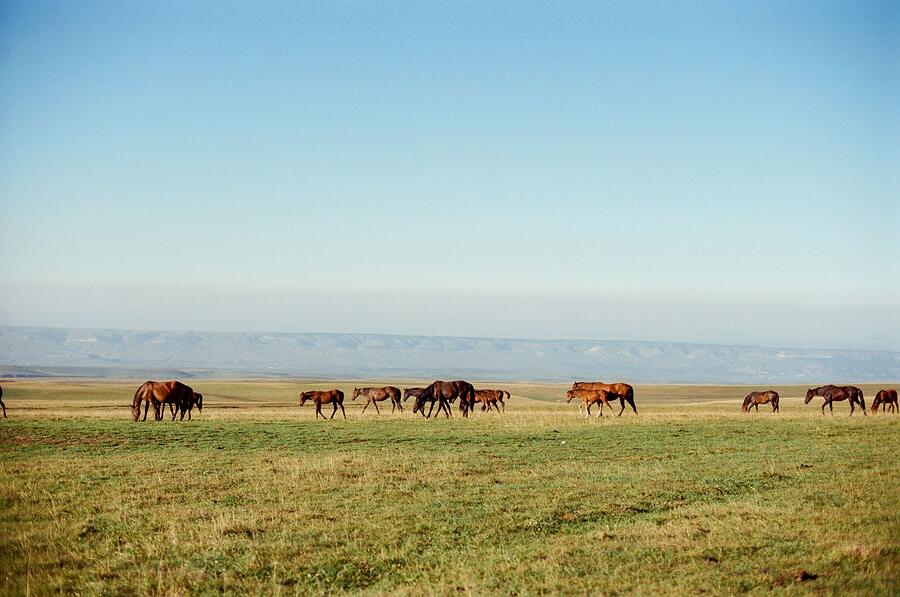 Horses grazing on open grassland under a clear blue sky
