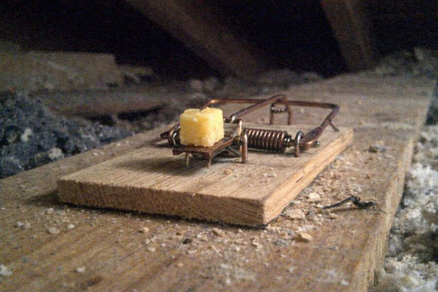 A wooden snap trap baited with cheese on a plank