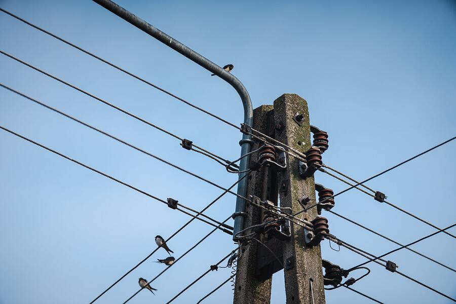 A concrete utility pole and overhead lines against a clear sky, the kind of route a roof rat follows to an eave
