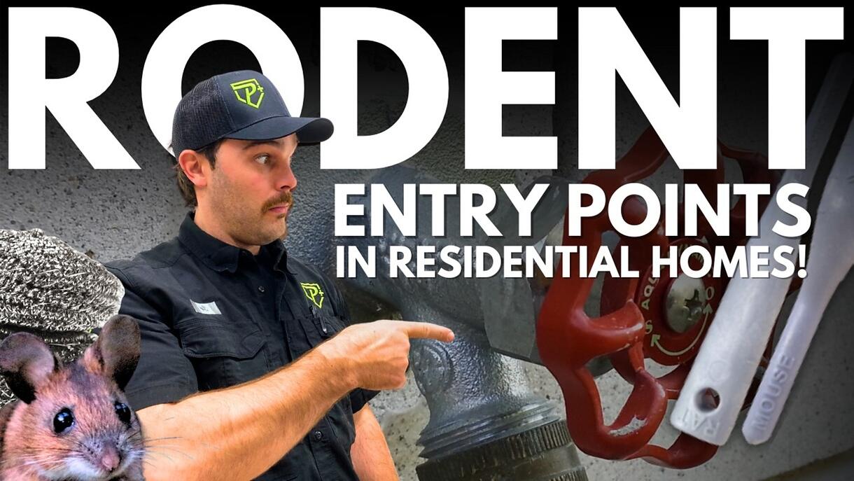 Video preview: How to find rodent entry points and seal them