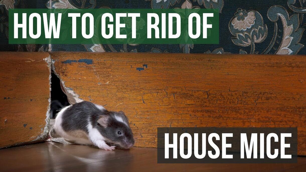 Video preview: How to Get Rid of House Mice