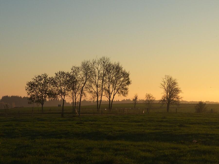 Trees along a fenced pasture in the light of a low sun
